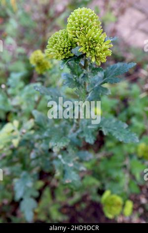 Chrysanthemum ‘Lime Green’ button chrysanthemum Lime Green – double lime green flower heads and dark green lobed leaves,  December, England, UK Stock Photo