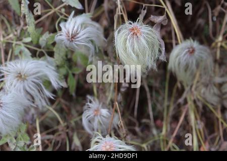 Clematis tangutica golden clematis – white grey and pale yellow green fluffy seed heads,  December, England, UK Stock Photo