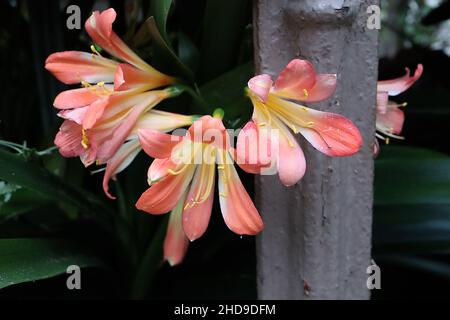 Clivia miniata Natal lily – salmon pink funnel-shaped flowers and glossy sword-shaped leaves,  December, England, UK