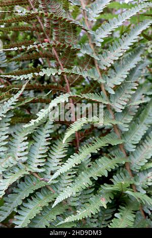 Dryopteris affinis scaly male fern – bright green bipinnate fronds with toothed margins, circular brown spores on underside,  December, England, UK Stock Photo