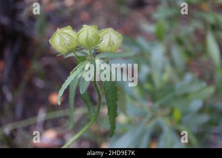Hibiscus trionum flower-of-the-hour – white grey inflated upright seed capsules and willow-like dark green leaves with serrated margins,  December, UK Stock Photo