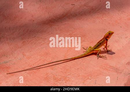 small lizzaed or gecko gekko reptile on patio in thailand, small lzzard or gecko with long tail sunbathing or basking hot sunshine in thailand asia. Stock Photo
