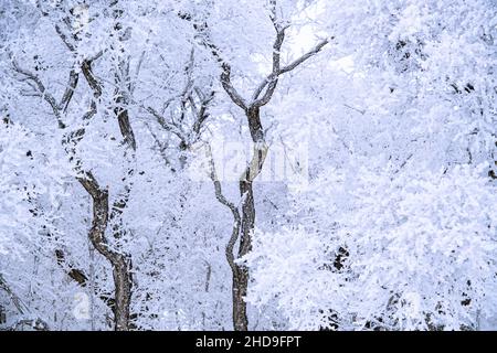 Frost covered cottonwood tree in a winter scene Stock Photo