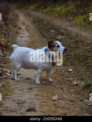 A closeup of a Jack Russell Terrier standing on a dirt road looking aside Stock Photo