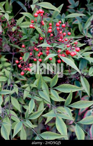Nandina domestica Sacred bamboo – red berries and dark green leaves with light green margins,  December, England, UK Stock Photo