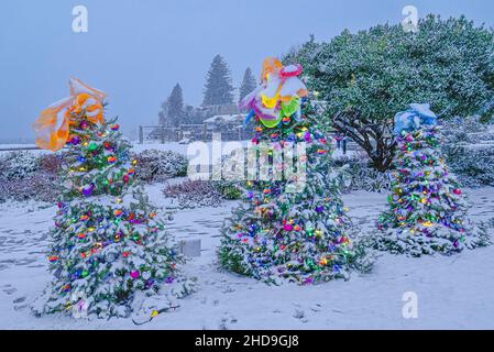 Snow on Christmas trees, Dundarave Festival of Lights, West Vancouver, British Columbia, Canada Stock Photo