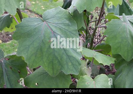 Roldana petasitis velvet groundsel – large light and mid green leaves with undulating margins,  December, England, UK Stock Photo