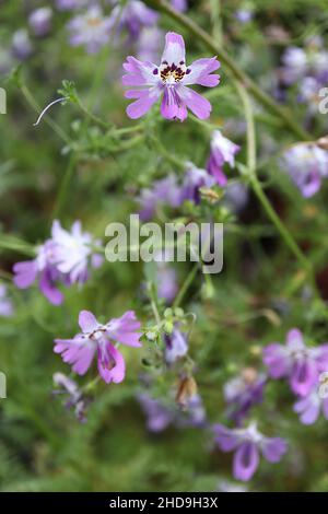 Schizanthus pinnatus butterfly flower – small orchid-like lilac flowers with white throat, yellow blotch and purple markings,  December, England, UK Stock Photo