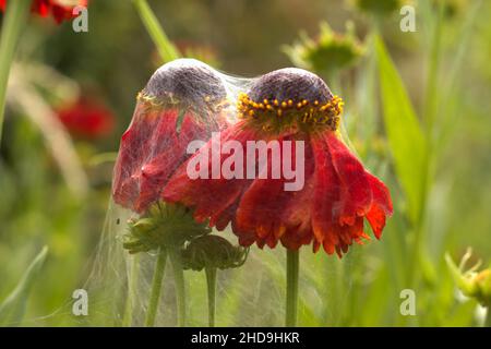 Helenium ‘Morheim Beauty' Stock Photo