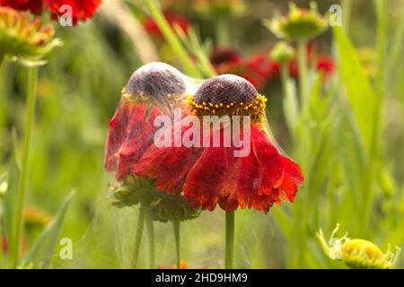 Helenium ‘Morheim Beauty' Stock Photo