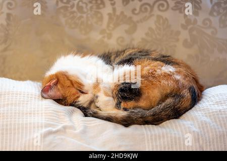 Tricolor cat sleeping curled up, covering nose with your paw. Selective focus Stock Photo