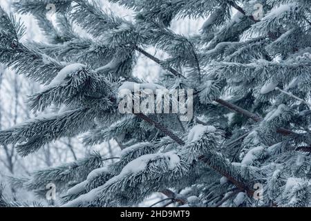 Pine tree branches under the snow. Stock Photo