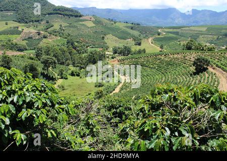 Large coffee farms in southeastern Brazil with mountains Stock Photo