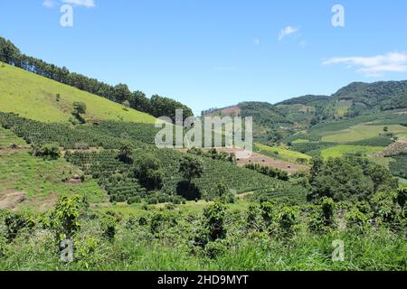 Large coffee farms in southeastern Brazil with mountains Stock Photo