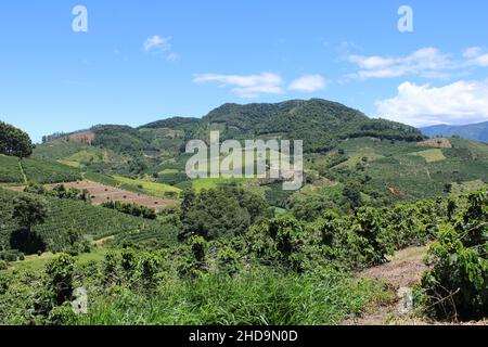 Large coffee farms in southeastern Brazil with mountains Stock Photo