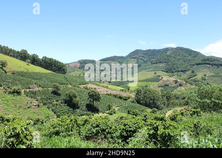 Large coffee farms in southeastern Brazil with mountains Stock Photo