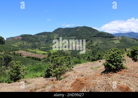 Large coffee farms in southeastern Brazil with mountains Stock Photo