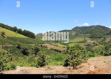 Large coffee farms in southeastern Brazil with mountains Stock Photo