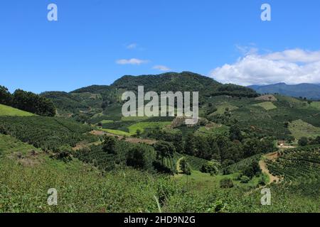 Large coffee farms in southeastern Brazil with mountains Stock Photo