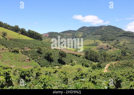 Large coffee farms in southeastern Brazil with mountains Stock Photo