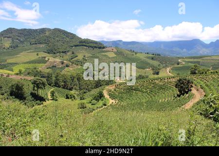 Large coffee farms in southeastern Brazil with mountains Stock Photo