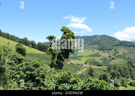 Large coffee farms in southeastern Brazil with mountains Stock Photo