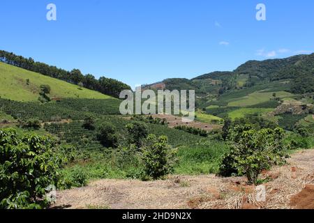 Large coffee farms in southeastern Brazil with mountains Stock Photo