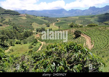 Large coffee farms in southeastern Brazil with mountains Stock Photo