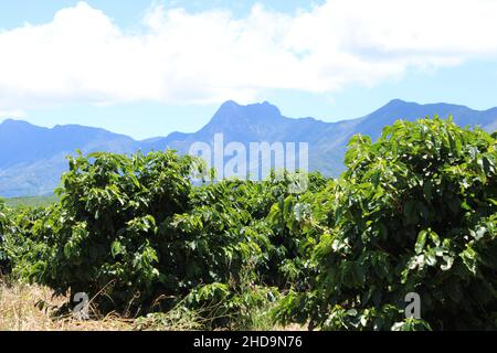 Coffee plantations in the mountains regions of Brazil farms Stock Photo