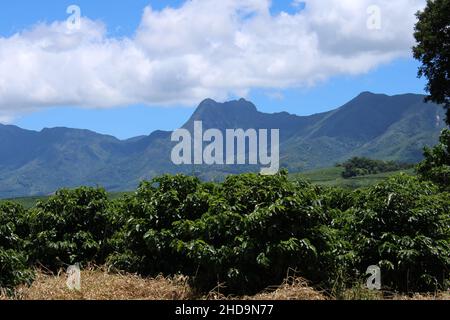 Large coffee farms in southeastern Brazil with mountains Stock Photo