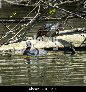 Black swan with a white beak on the lake and a big dark brown turtle crawling on the tree trunk Stock Photo