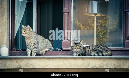Cat standing half on the windowsill and half on board at  windowsill Stock Photo