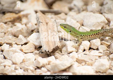 European sand lizard close up Stock Photo