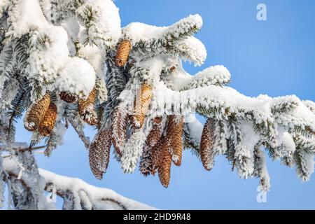 Detailed view of the winter landscape with snow covered cones on a spruce branch. Stock Photo