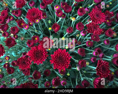 Overhead view of red chrysanthemums close up Stock Photo