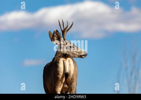 Lovely mule deer in nature against a blue cloudy sky on a sunny day Stock Photo
