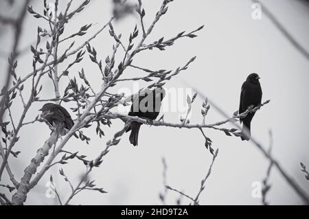 Grayscale shot of lovely birds perched on the tree branches during the daytime Stock Photo