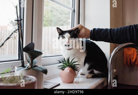 persons hand stroking a cat that is staring at the camera at home Stock Photo
