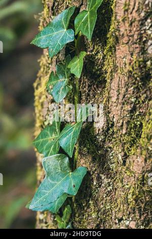 A closeup shot of the Common green ivy leaves Stock Photo - Alamy