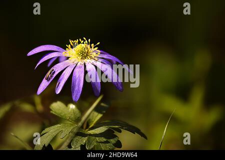 Macro shot of a small carpenter bee on a purple Anemone Blanda flower in a garden Stock Photo