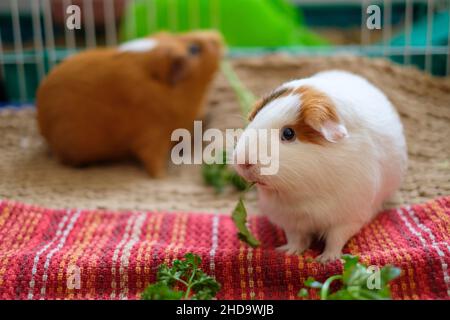 Cute guinea pigs eating parsley Stock Photo