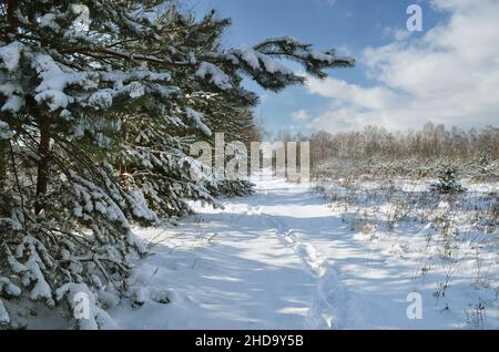 Winter scenery in sunny day with snow-covered trees and road. Picturesque wintry scene. Stock Photo