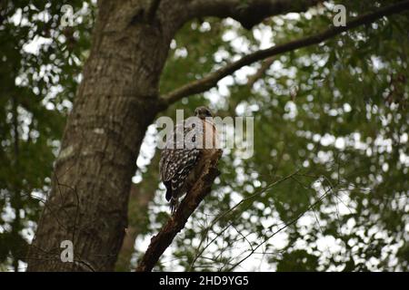 A Red-Shouldered Hawk stands on a tree branch in winter. Stock Photo