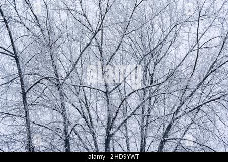 Frozen tree branches under the snow at winter day. Stock Photo