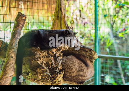 Asian Palm Civet produces Kopi luwak, Bali Stock Photo