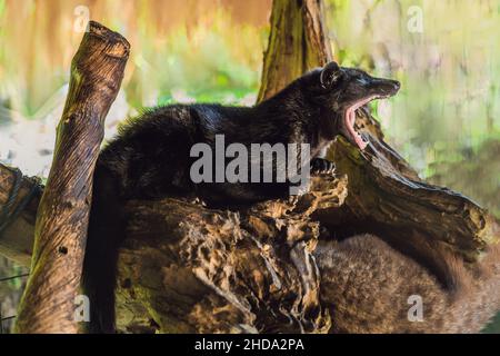 Asian Palm Civet produces Kopi luwak, Bali Stock Photo