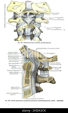 A vertical shot of a 19th-century anatomy textbook with the spine drawings and writings in latin Stock Photo