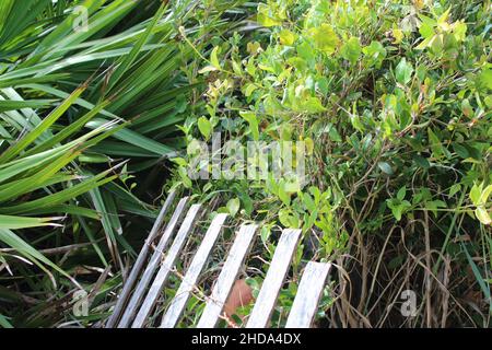 Blue sky background with plants Stock Photo