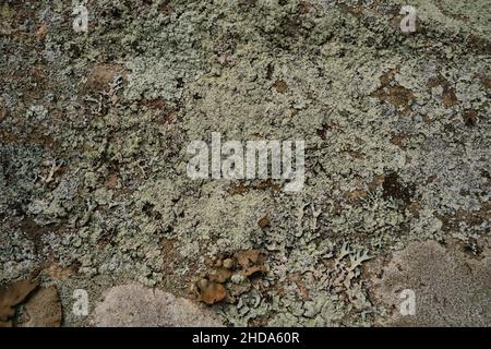 Pale green lichen covers the surface of igneous rock on a Canadian Shield outcrop, along with leafy segments and brown mushrooms of the interconnected Stock Photo