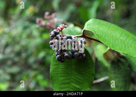 Types of vegetation and fruits of the Amazonian savannah in the city of Alter do Chão, in the state of Pará, Brazil. Stock Photo